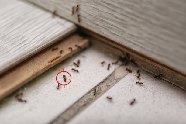 Best Commercial Pest Control Services  in Canton, TX