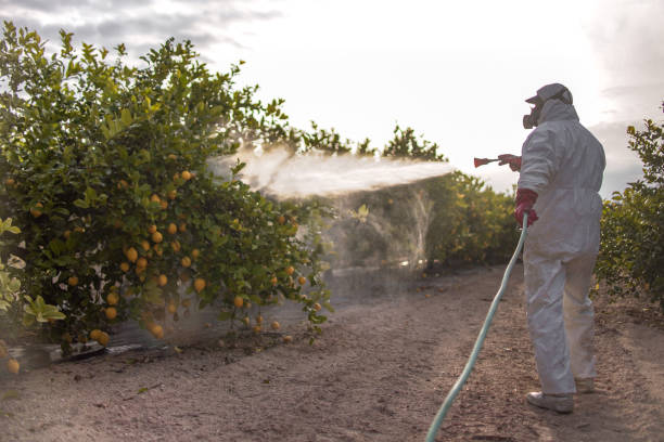 Best Local Pest Control Services  in Canton, TX