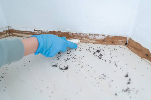 Best Best Pest Control Companies  in Canton, TX